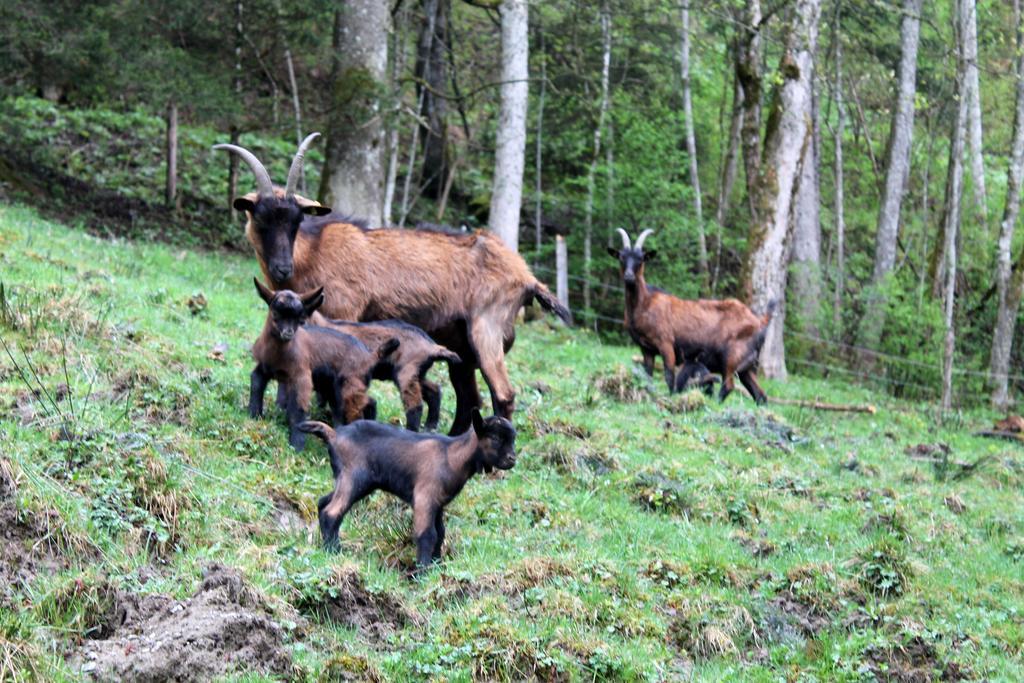 Oberdeutinghof Leilighet Saalfelden Eksteriør bilde